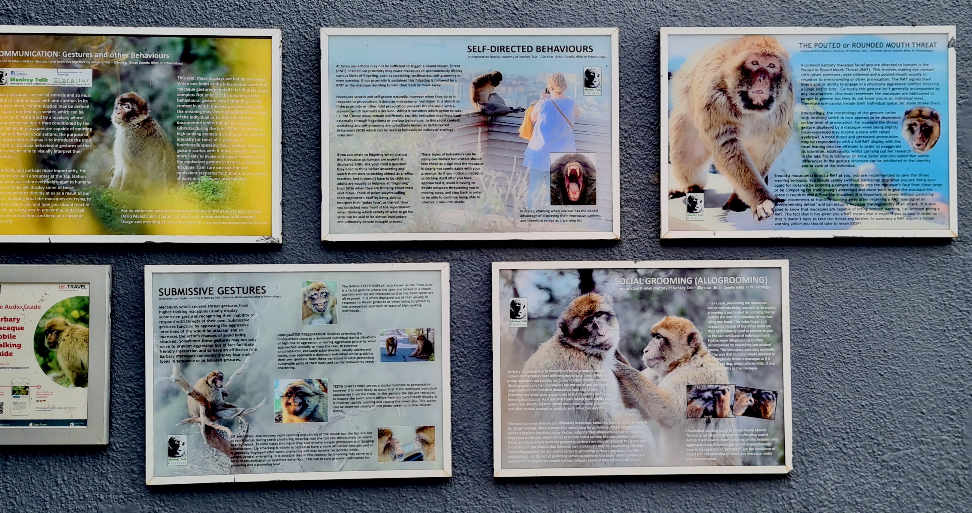 Affenkunde und Überlebenstipps